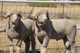 <p><span style="background-color: transparent;"><span>Rambouillet</span></span></p>