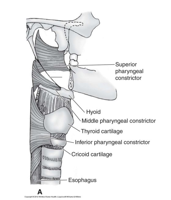 Superior

* Originates in the Pterygomandibular raphe and inserts into the median pharyngeal raphe

Middle

* hyoid bone to median pharyngeal raphe
* Pulls posterior pharyngeal wall forward
* Narrows pharyngeal lumen during swallowing