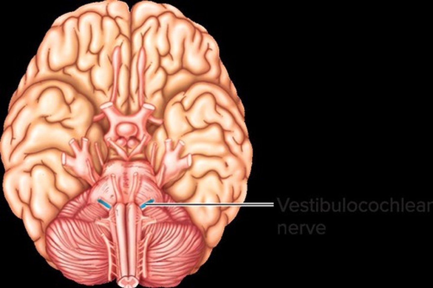 <p><span style="color: rgb(227, 166, 21);"><strong>SENSORY</strong></span></p><ol><li><p>responsible for hearing (cochlear nerve) and balance (vestibular nerve).</p></li></ol><p></p>