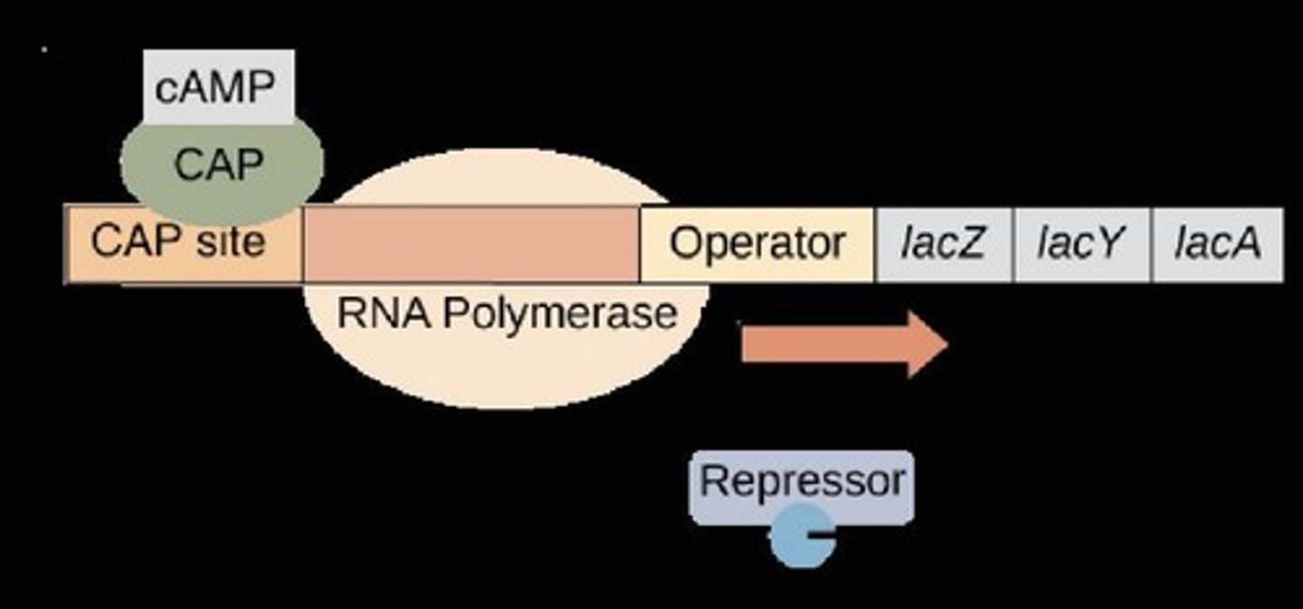 <p>Promoter, lacI gene, operator, CAP binding site, lac terminator, and three structural genes (lacZ, lacY, lacA).</p>