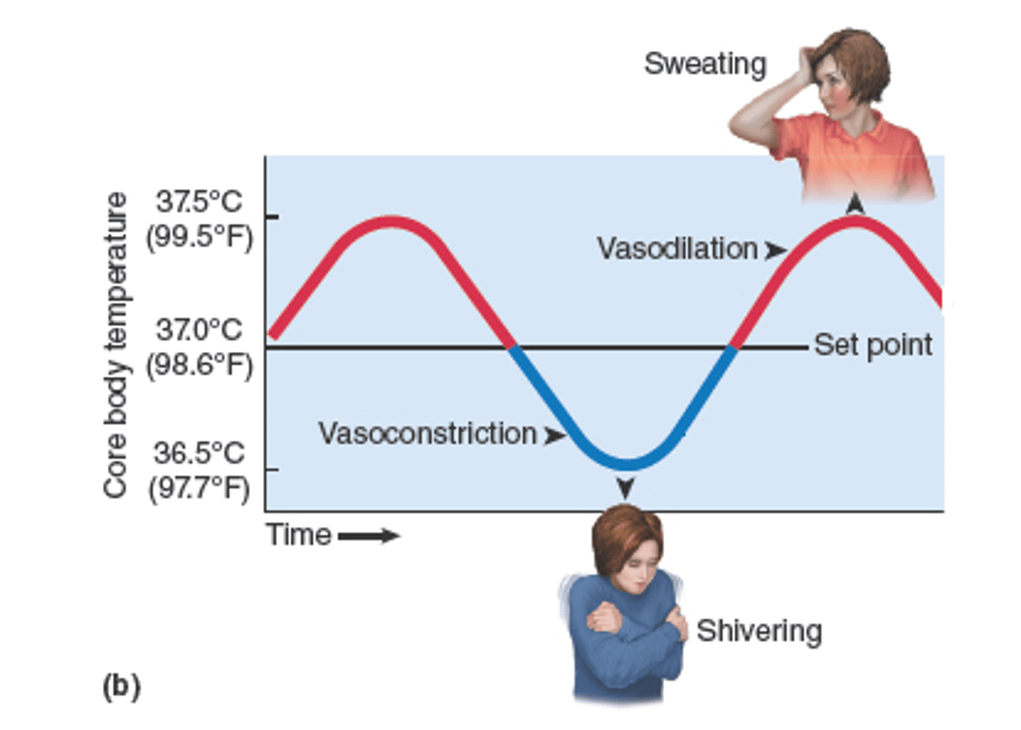<p>change from a set point and this brings about physiological mechanisms to return to the set point</p><p>(results in negative feedback loops)</p>