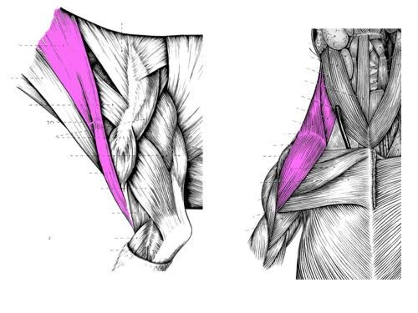 <p>(consists of cleidobrachialis and cleidocephalicus mm)</p><p>O: clavicular insertion</p><p>I: cleidobrachialis: distal cranial humerus (proximal ulna in cats)</p><p>cleidocephalicus: mastoid part: mastoid process of temporal bone</p><p>cervial part (car): dorsal neck</p><p>*(Can think of this muscle as one large muscle with multiple attachments due to the reduced clavicle in many animal species. In the dog, attaches caudally to the distal cranial humerus and cranially to the dorsal neck and mastoid process of the skull)*</p><p>A: pull thoracic limb cranially (when not bearing weight); depress and pull head/neck laterally (when not bearing weight)</p>