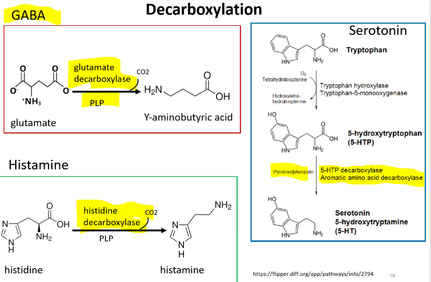 <ul><li><p>The elimination of the CO2, the carboxy from a compound usually results in a drop in energy free energy.</p></li></ul><p>Dopamine, epinephrine, norepinephrine</p><ul><li><p>Tyrosine → Tyrosinase and Biopterin/Vit C → Dihydroxyphenylalanine (DOPA) → Decarboxylase and PLP (Rate Limiting Step)→ Dopamine → Dopamine hydroxylase and Vit C → Norepinephrine → Transmethylase and S-adenosylmethionine → Epinephrine</p></li></ul><p>GABA - is a major inhibitory neurotransmitter, and his primary role is to reduce neuron excitability.</p><ul><li><p>Glutamate → glutamate decarboxylase and PLP → Y-aminobutyric acid</p></li></ul><p>Serotonin</p><ul><li><p>Tryptophan → 5-hydroxytryptophan → 5-HTP decarboxylase/aromatic amino acid decarboxylase/PLP → serotonin/5-hydroxytryptamine (5-HT)</p></li></ul><p>Histamine - is a major inhibitory neurotransmitter, and his primary role is to reduce neuron excitability. Ex. important for gastric acid secretion and it regulates vasodilation secretion and bronchoconstriction</p><ul><li><p>Histidine → Histidine decarboxylase/PLP → histamine</p></li></ul>