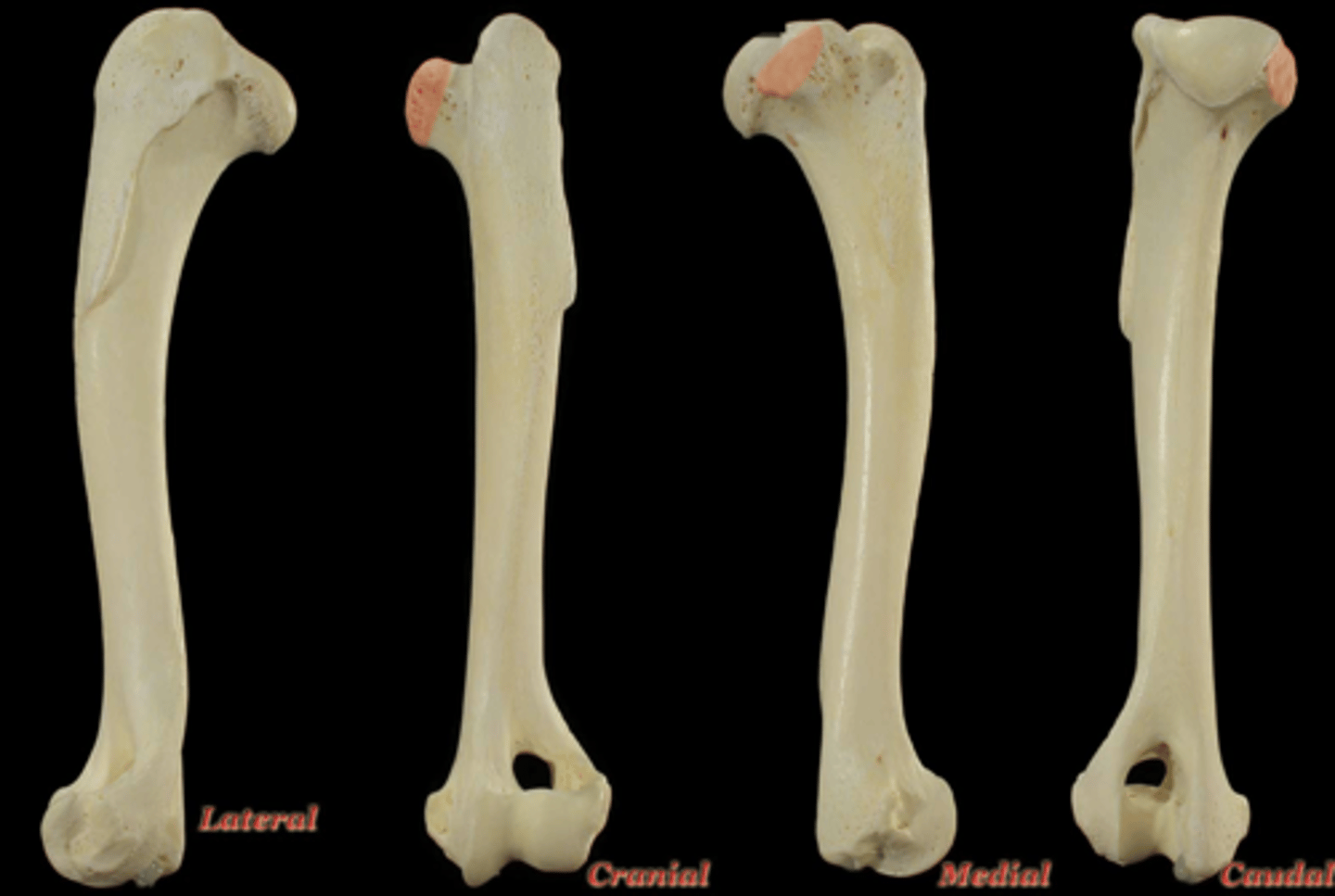 <p>What structure is highlighted in the picture?</p>