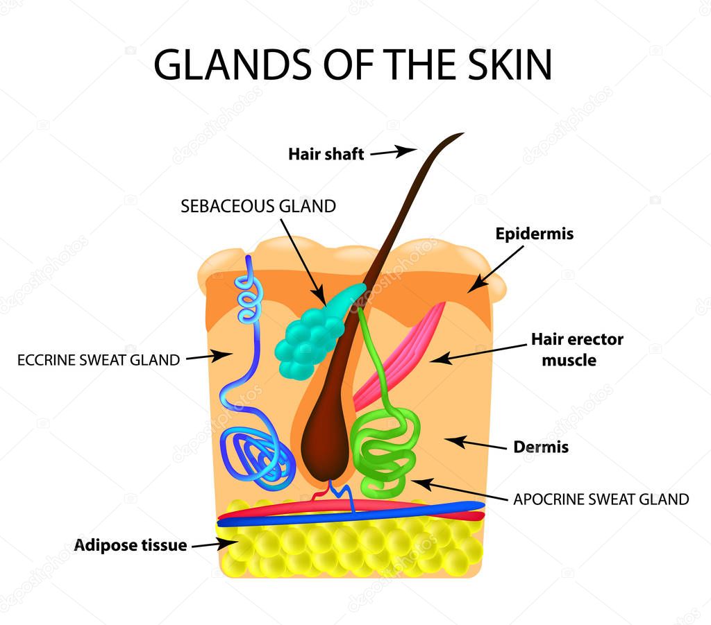 <p>sebaceous gland</p>