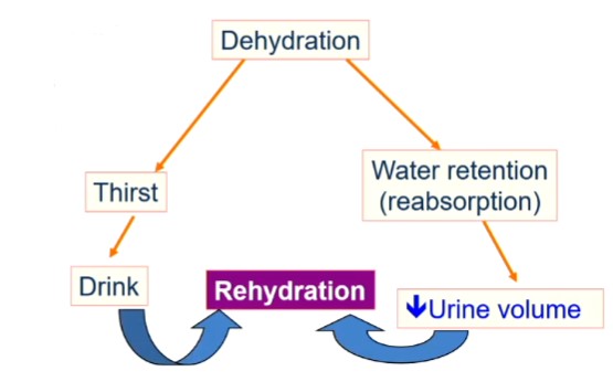 <ul><li><p>results in ↑ water retention (reabsorption) = ↓ urine volume → rehydration</p></li><li><p>also results in thirst → if person responds to it, they will drink → rehydration</p></li></ul>
