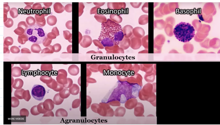 <p>Granulocytes are</p><ul><li><p>Neutrophil</p></li><li><p>Eosinophil</p></li><li><p>Basophil</p></li></ul><p>Granulocytes are</p><ul><li><p>Lymphocyte</p></li><li><p>Mnocyte</p></li></ul><p></p>
