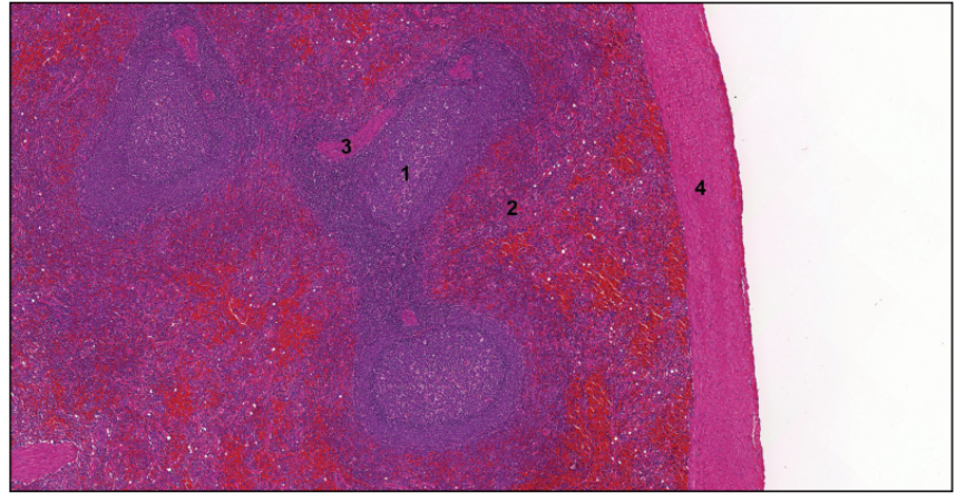 <p>Spleen, sheep</p>