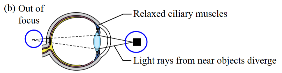<ul><li><p>An object gets closer to the eye. </p></li><li><p>As a result, the refraction at the cornea is insufficient to allow the image to form. </p><ul><li><p>Instead, it forms on the back of the retina. </p></li></ul></li><li><p>The ciliary muscles are relaxed and the light rays from near objects diverge.</p></li></ul><p></p>