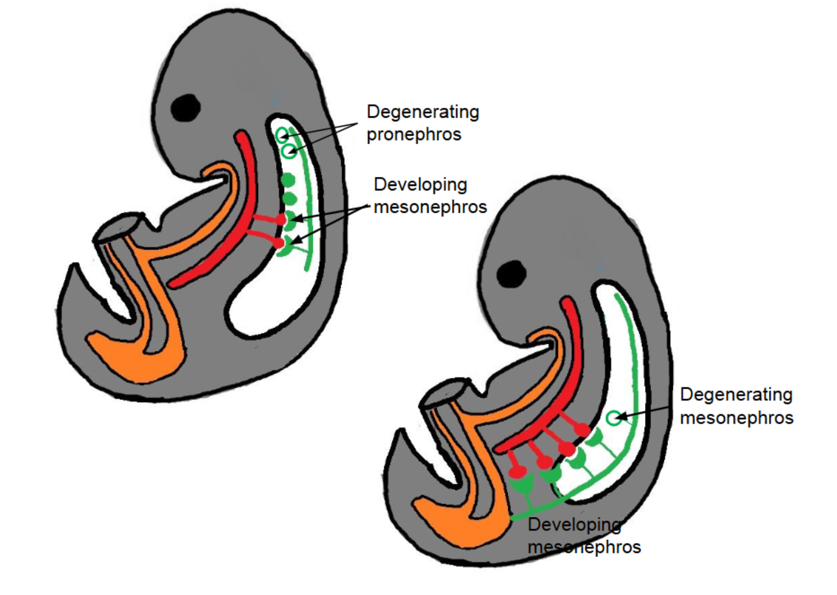 <ul><li><p>Temporary functional kidney</p></li><li><p>Contains <strong>small nephrons</strong> that filter blood</p></li><li><p>Drains via <strong>mesonephric duct → cloaca</strong></p></li><li><p>Eventually degenerates</p></li></ul><p></p>