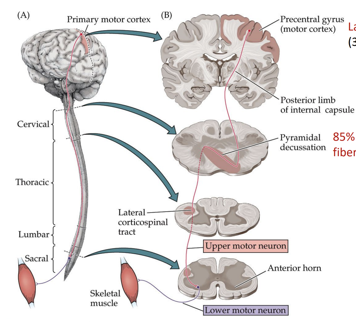 <p>aka pyramidal tract</p><p>contralateral</p><p>DORSAL ROOT GANGLION DOES NOT INVOLVE</p><p>(primary sensory neuron): signal from pre central gyrus → medulla → crosses at medulla</p><p>(secondary sensory neuron): medulla → spinal cord → lateral corticospinal tract (by the cervical) → upper motor neuron → anterior horn of spinal cord → muscle</p>