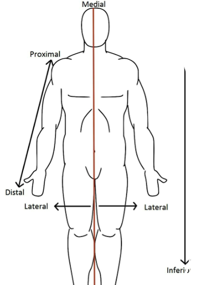 <p>Medial</p>