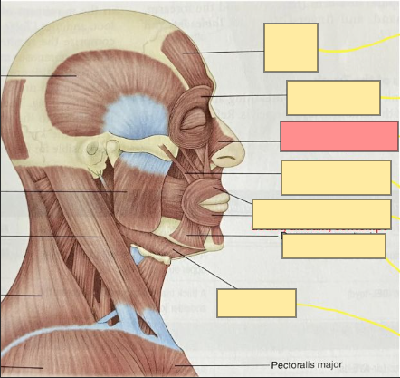 <p>muscles of the nose</p><p>closes & opens the nasal openings</p>