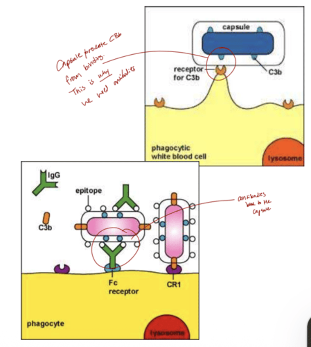<p>A: The major threat is encapsulated, pyogenic bacteria because antibodies are needed to recognize and target them for destruction.</p>