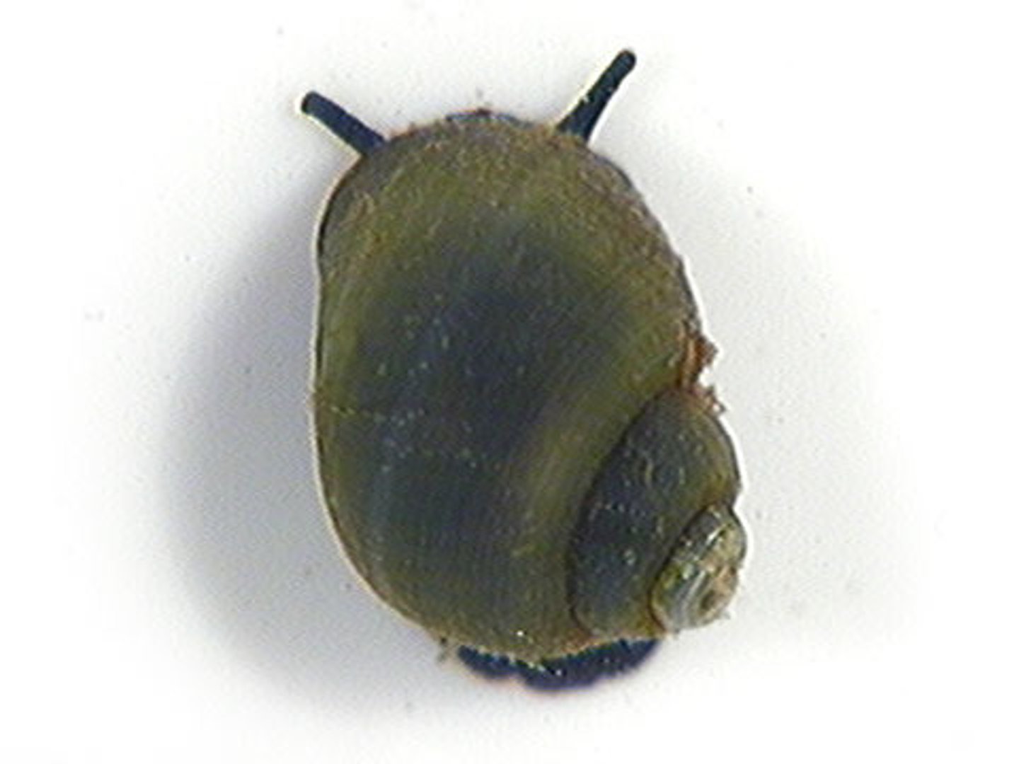 <p>Class 1, relies on oxygen in water, spiral shaped shell, grazes on a variety of substrates</p>