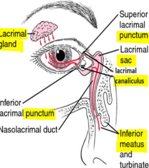 <p>where is the lacrimal gland located? what is the drainage path?</p>