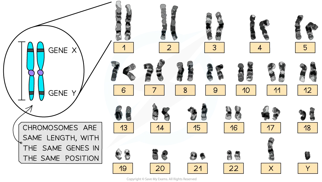 <ul><li><p>Karyogram is an image that shows all of the chromosomes in a cell, arranged by size, shape, and banding pattern, and placed with their homologous pairs</p></li><li><p>A karyogram shows the karyotype of an individual,</p></li><li><p>The appearance of a complete set of an individual's chromosomes, including their number, size, shape, and banding</p></li></ul><p></p>