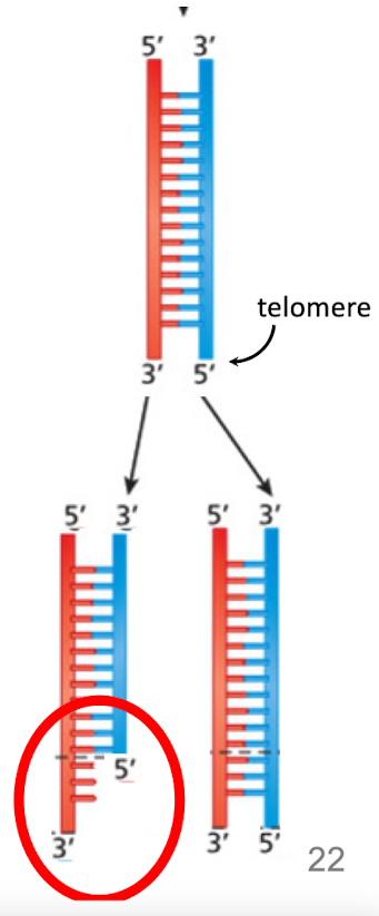 <p>The red one b/c this is the lagging strand and synthesis must go from 5’ to 3’ </p>