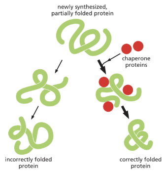 <p>chaperone proteins</p>