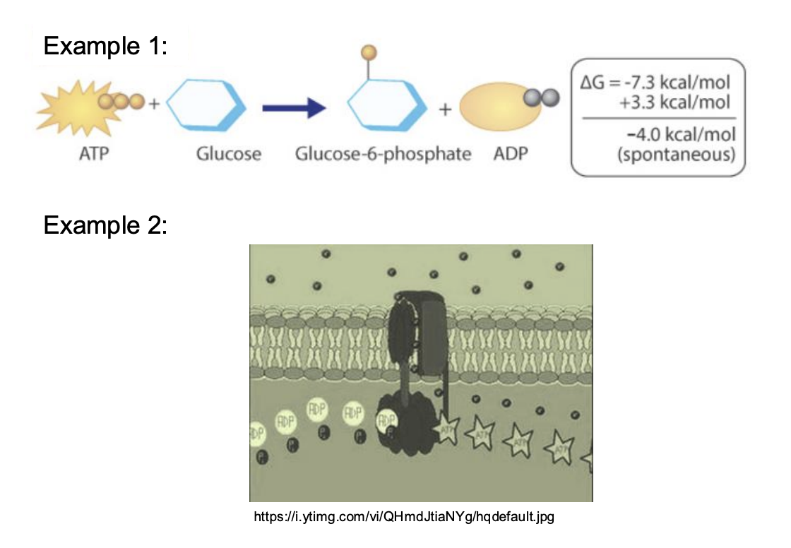 <ul><li><p><span style="background-color: inherit; line-height: 19.55px; color: windowtext;"><span>Dynamic system that depends on wether there is enough ATP or not</span></span><span style="line-height: 19.55px; color: windowtext;"><span> </span></span></p><ul><li><p class="Paragraph SCXO84379363 BCX0" style="text-align: left;"><span style="background-color: inherit; line-height: 19.55px; color: windowtext;"><span>Body can use different reactions to create or consume ATP</span></span><span style="line-height: 19.55px; color: windowtext;"><span> </span></span></p></li><li><p class="Paragraph SCXO84379363 BCX0" style="text-align: left;"><span style="background-color: inherit; line-height: 19.55px; color: windowtext;"><span>Hydrolysis reaction is intermediate</span></span><span style="line-height: 19.55px; color: windowtext;"><span> </span></span></p></li></ul></li><li><p class="Paragraph SCXO84379363 BCX0" style="text-align: left;"><span style="background-color: inherit; line-height: 19.55px; color: windowtext;"><span>Other molecules are not intermediate so they cannot be used as currency of energy </span></span></p></li><li><p class="Paragraph SCXO84379363 BCX0" style="text-align: left;">intermediate ΔG</p><ul><li><p class="Paragraph SCXO187459446 BCX0" style="text-align: left;"><span style="background-color: inherit; line-height: 19.55px; color: windowtext;"><span>1</span><sup><span>st</span></sup><span> example: ATP is consumed</span></span><span style="line-height: 19.55px; color: windowtext;"><span> </span></span></p></li><li><p class="Paragraph SCXO187459446 BCX0" style="text-align: left;"><span style="background-color: inherit; line-height: 19.55px; color: windowtext;"><span>2</span><sup><span>nd</span></sup><span>: ATP is synthesized </span></span><span style="line-height: 19.55px; color: windowtext;"><span> </span></span></p><ul><li><p class="Paragraph SCXO187459446 BCX0" style="text-align: left;"><span style="background-color: inherit; line-height: 19.55px; color: windowtext;"><span>ATP useful because it can consumed and synthesized</span></span><span style="line-height: 19.55px; color: windowtext;"><span> </span></span></p></li></ul></li></ul></li></ul><p></p>