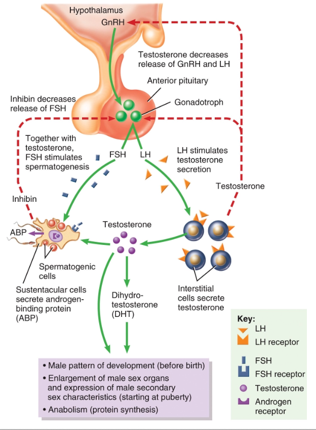 <p>Functions of Testosterone:</p><ul><li><p>Important in _________</p></li><li><p>Development and maintenance of _________ characteristics</p></li><li><p class="p1">______ effects e.g. protein synthesis, musculoskeletal growth</p></li><li><p class="p1">Spermatogenesis</p></li><li><p class="p1">Sex drive</p></li></ul><p></p>