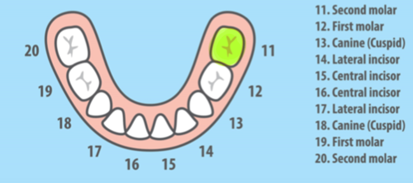 <p>Mandibular Left Primary Second Molar</p>