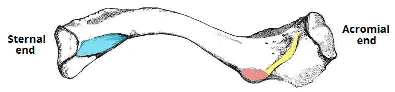 <p>Which landmark of the clavicle has been highlighted in yellow</p>