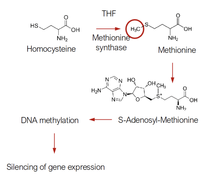 <p>Mechanism of Carcinogenesis from Folate Deficiency: S-Adenosyl-Methionine Deficiency</p>