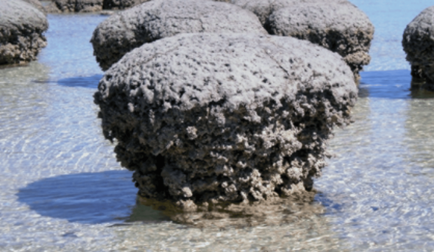 <p>very old rock formed by layers of ancient bacteria. oldest stromatolite (fossils) in australia are 3.42 million years old.</p>