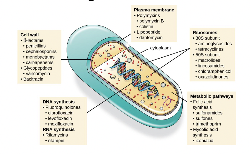 <p>• cell wall synthesis</p><p>• cell membrane integrity</p><p>• DNA synthesis</p><p>• RNA synthesis</p><p>• protein synthesis</p><p>• metabolism</p>
