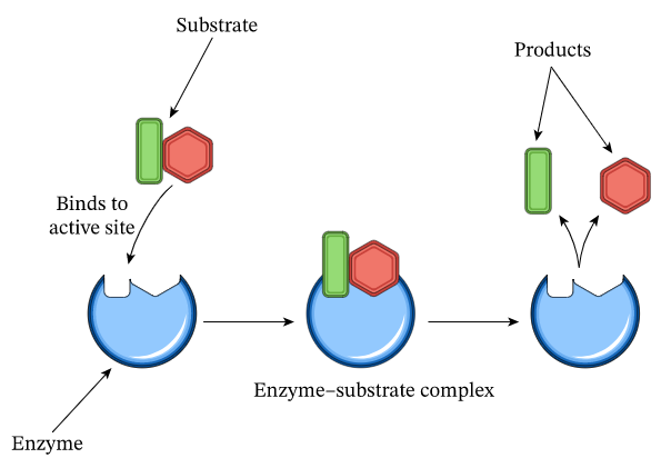 * Substrate: Molecule that is catalyzed by an enzyme
* Two types of enzyme activity:
  * Lock and key model
  * Induced fit model