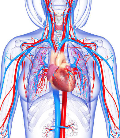 <p>Cardiovascular System</p>