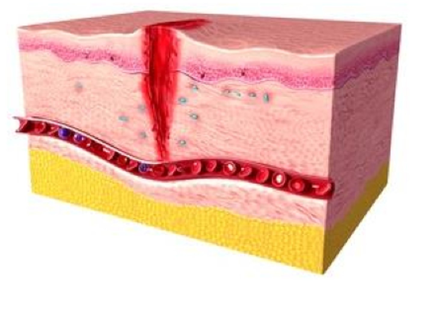 <p>rapid healing</p><p>does not scar much</p>