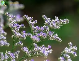 <p>Caspia - Limonium</p>