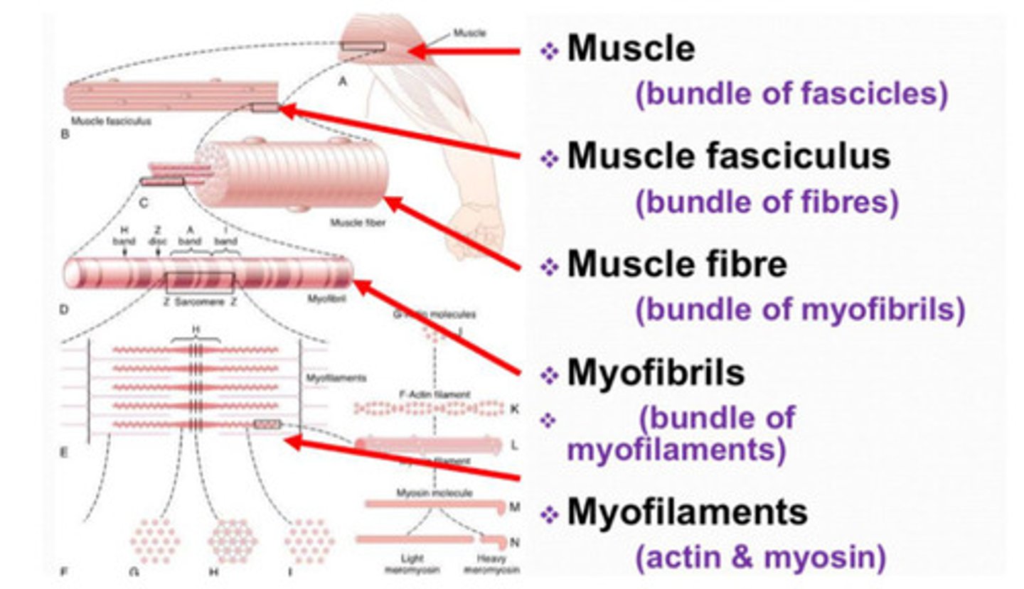 <p>LARGEST TO SMALLEST:</p><p>-Muscle (wrapped in epimysium)</p><p>-Fascicle (wrapped in perimysium)</p><p>-Muscle Fibers (wrapped in endomysium)</p><p>-Myofibrils </p><p>-Sarcomere</p><p>-Myofilaments</p>