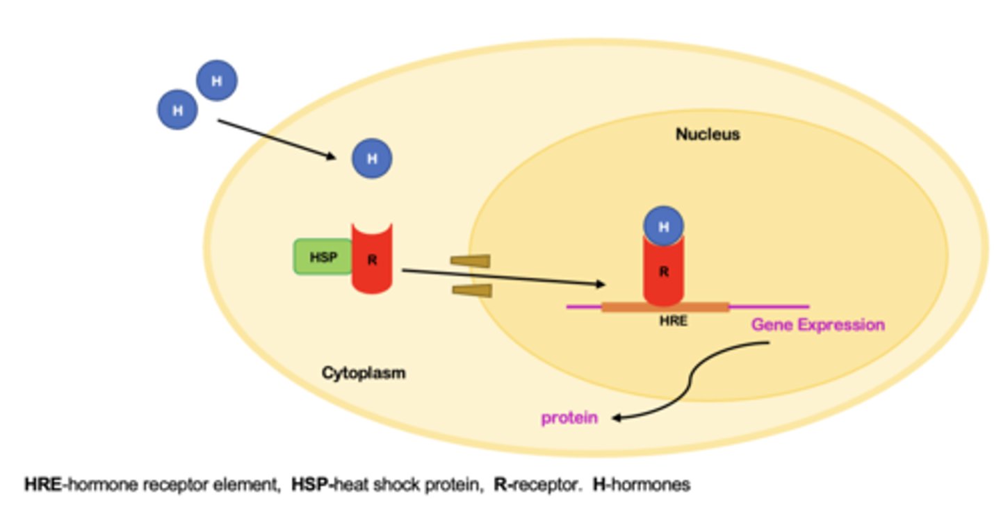 <p>Function as molecular switches in response to hormone binding</p><p>Hormone diffuses through the cell membrane binds to receptor in the cytoplasm</p><p>The hormone bound receptor can now travel to the nucleus through a nuclear pore</p><p>The hormone bound receptor binds to its hormone receptor element (HRE) located on DNA</p><p>Binding of the hormone bound receptor to HRE leads to modulation of gene transcription</p>