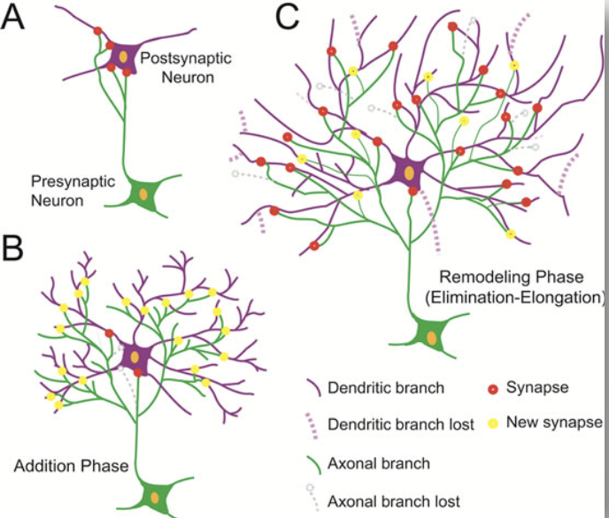 <p>dynamic processes of <strong><u>***axonal &amp; dendritic branching/elimination, ***spine formation/ elimination ***underlie synaptic remodeling</u></strong>, <strong><u>***resulting in changes in the “wiring” of the brain</u></strong></p><ul><li><p><strong><u>***changes occur in responses to</u></strong></p><ul><li><p><strong><u>***development</u></strong></p></li><li><p><strong><u>***experience</u></strong></p></li><li><p><strong><u>***injury/dysfunction</u></strong></p></li></ul></li></ul><p></p>