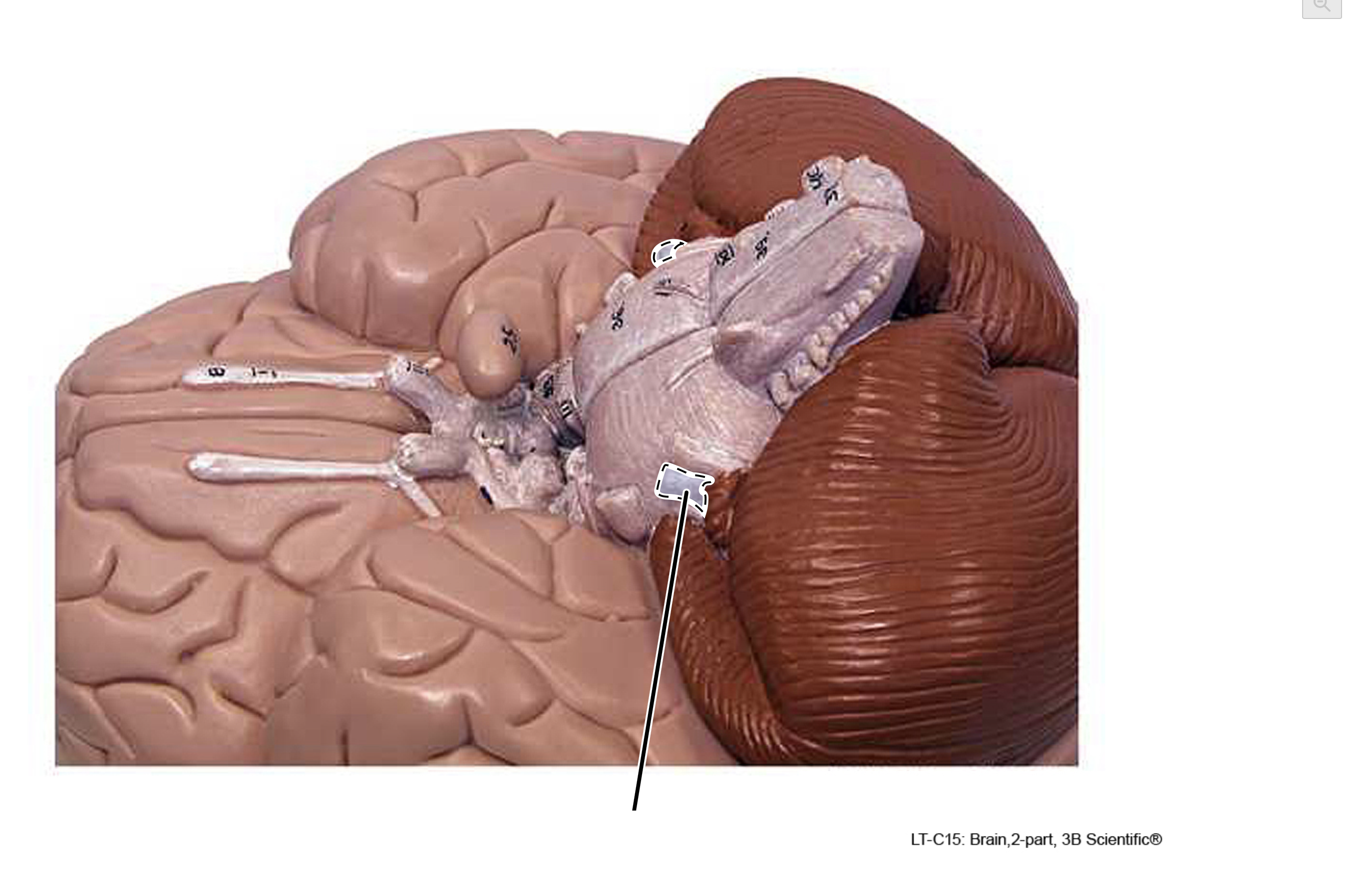 term image