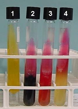 Used to test for the presence of a certain substance
Ex. iodine is an indicator used to detect starch
