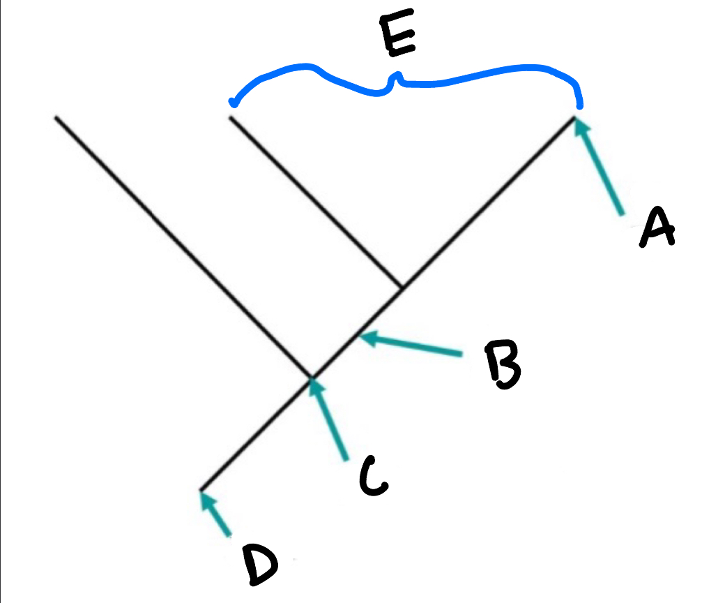 Name parts A-E of the phylogenetic tree 