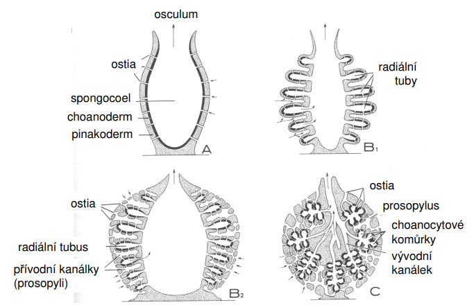 <p>Tři základní stavební typy porifera</p>