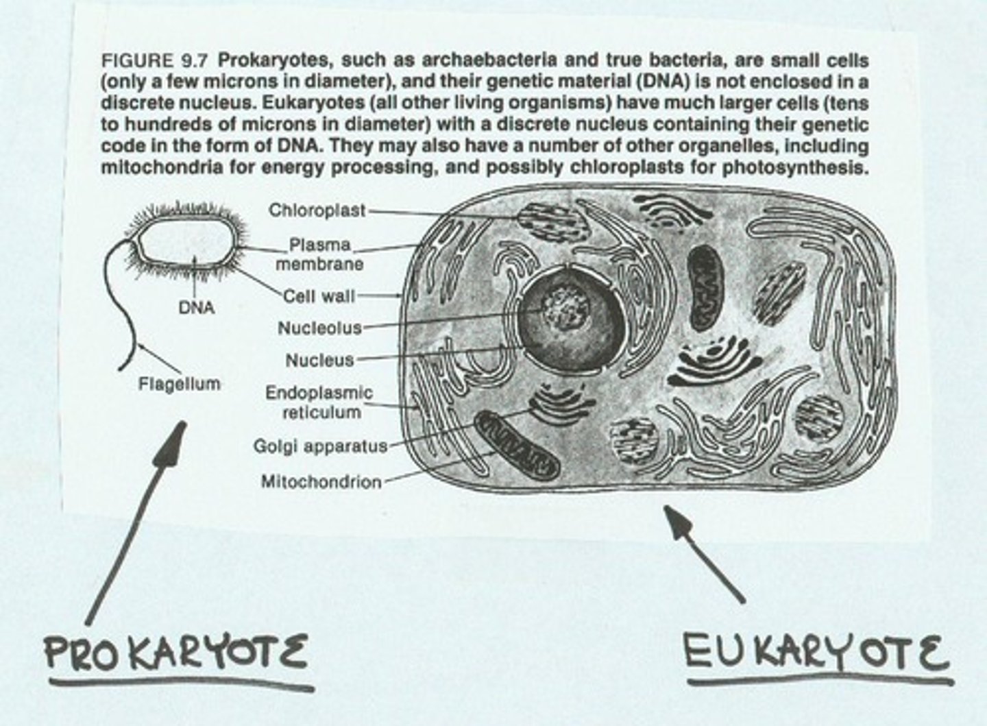 <p>Single-celled organisms without a nucleus.</p>