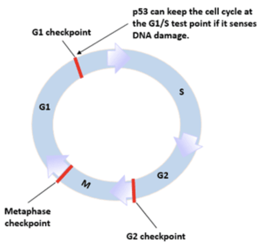 <p>An example of a tumor suppressor gene. Mutations in p53 are found in 50% of cancers.</p>
