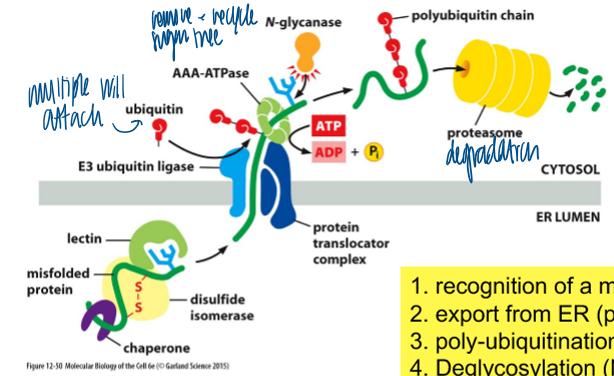 <p>a cell’s repsonse to misfolded proteins in the ER </p><ol><li><p>recog of malfolded protein </p></li><li><p>export from ER (pulling by ATPase) </p></li><li><p>poly-ubiquination (E3 ligase) </p></li><li><p>deglycosylation (N-glycanase) </p></li><li><p>degradation (proteasome) </p></li></ol><p></p>