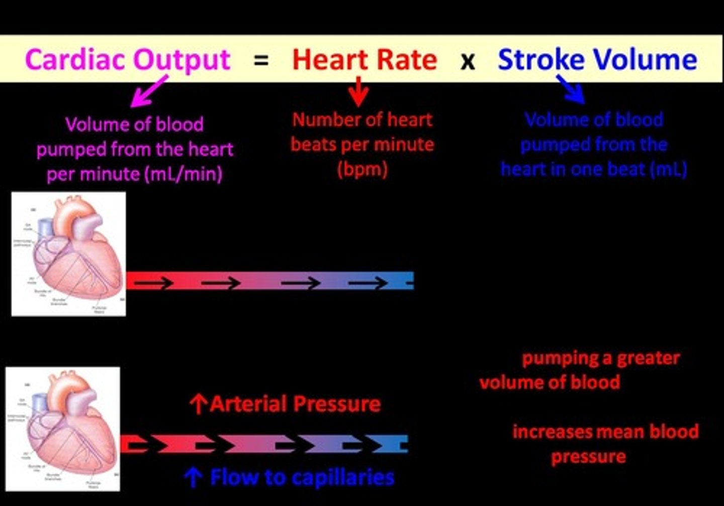 <p>Volume of blood pumped by the heart per minute.</p>
