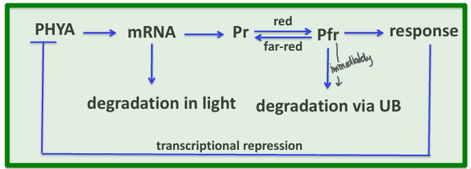 <p>Type I phytochrome: PHY A </p><p>Type II phytochrome: PHY B-E</p><ul><li><p>Dark grown seedlings: 23X more phytochrome than in light grown seedling</p><ul><li><p> <span style="background-color: transparent; font-size: 1.6rem;"><span>85% Type I: 15% Type II </span></span></p></li><li><p><span style="background-color: transparent; font-size: 1.6rem;"><span>Massive amounts of PHYA in DG tissues </span></span></p></li></ul></li><li><p><span style="background-color: transparent; font-size: 1.6rem;"><span> Light grown seedlings: less total phytochrome present than in dark grown seedling & type II is more abundant </span></span></p><ul><li><p><span style="background-color: transparent; font-size: 1.6rem;"><span>5% Type I: 95% Type II </span></span></p></li><li><p><span style="background-color: transparent; font-size: 1.6rem;"><span>Massive loss of PHYA in light</span></span></p></li></ul></li></ul><p></p>