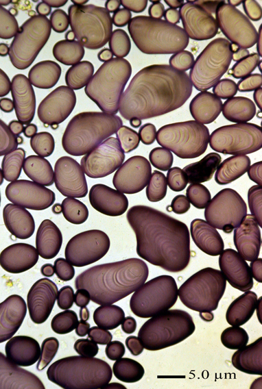 Starch accumulation may result in membrane rupture