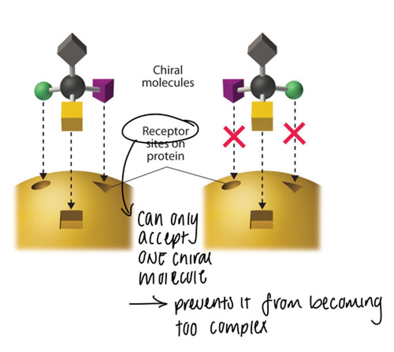<p>-life is homochiral</p><p>-L (left-handed): amino acids</p><p>-D (right-handed): sugars</p><p>-Enzymes interact differently with substrates depending on which enantiomer they are (they are not programmed to work with both since enzymes work like a lock and key and can only use one type of chiral molecule)</p><p>-If an organism wants to have both enantiomers (substrates) of a substance, it needs enzymes that can interact with both of them</p><p>-having both enzymes is a complex process and not favourable, so most likely eliminated by evolution through natural selection</p><p>-exception: limonene in humans (we have two different receptors that can tell both enantiomers apart, so we can smell both oranges and limes)</p>