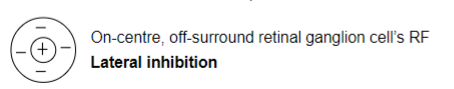 <ul><li><p>centre-surround relationship (on-centre, off-surround)</p></li><li><p>light in the centre of the cell increases activity</p></li><li><p>light surrounding the cell decreases activity</p></li></ul>