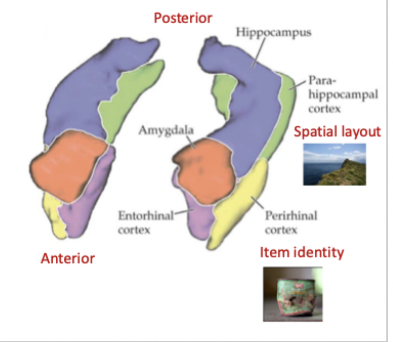 <p>greater input from parahippocampal cortex: spatial memory</p>